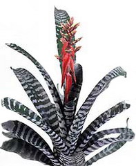 ایکیما چانتینی